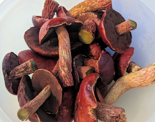 A large clear plastic mixing bowl is piled full of trimmed Frost's boletes, candy-apple red mushrooms with deeply reticulated stems that bruise blue when cut.