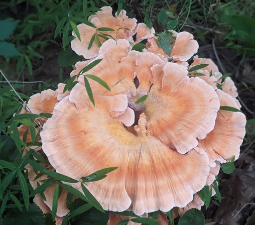 A beautiful rosette of white-pored chicken of the woods mushroom. Its upper surface is smooth and delicately fringed, covered in alternating zones of peach and cream tones. Its underside pore surface is white. It's growing out of a patch of stiltgrass.