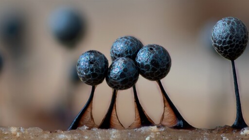tiny bulbous metallic-looking mushrooms