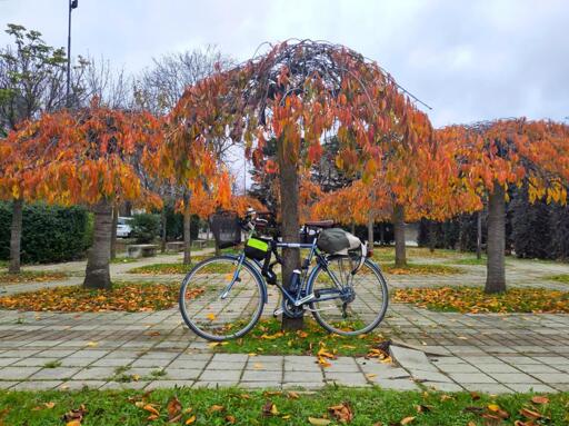 🇬🇧My bike hanging on a short tree wirh red/orange leaves. Around other similar trees can be seen

🇮🇹la mia bici appoggiata ad un albero basso con foglie rosso/arancio. Intorno si vedono altri alberi simili