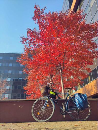 🇮🇹la foto mostra la mia bici appoggiata ad un muro basso. Alla bici sono appese borse della spesa. Dietro al muretto c'è un albero con le foglie rosdo acceso.

🇬🇧The picture shows my bike hanging on a short wall. Gricery bags are hung onthe bike rack. Behind the wall there is a small tree full of deep red leaves